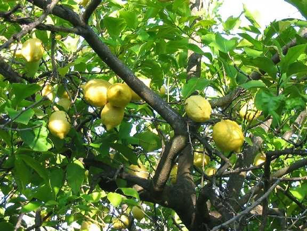 limone Femminello